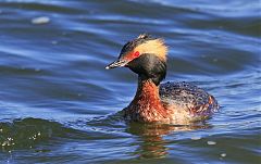 Horned Grebe